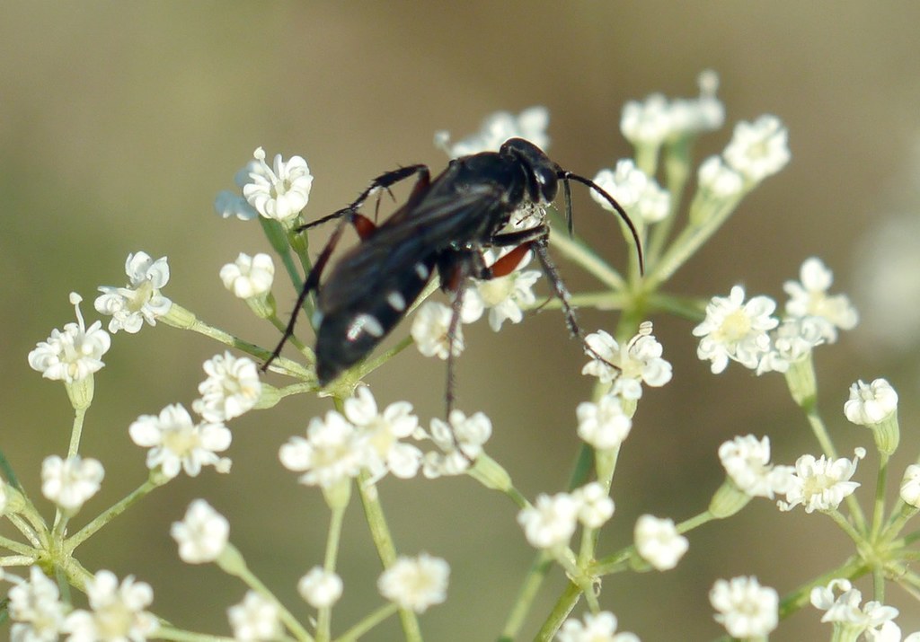 Aporinellus moestus