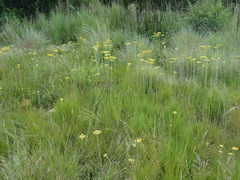 Helichrysum miconiifolium
