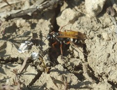 Cryptocheilus variabilis