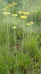 Helichrysum miconiifolium