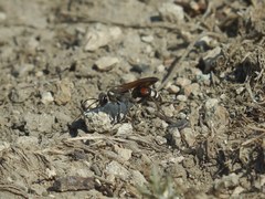 Cryptocheilus egregius