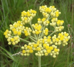 Helichrysum miconiifolium
