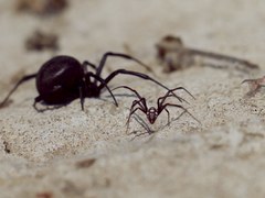 Latrodectus tredecimguttatus