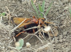 Cryptocheilus rubellus