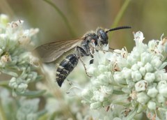 Colpa quinquecincta