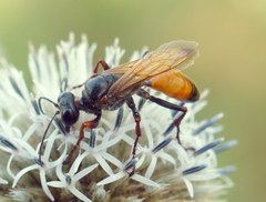 Sphex flavipennis
