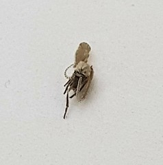 Psychodidae