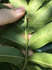 Pterocarya stenoptera