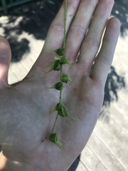 Pterocarya stenoptera