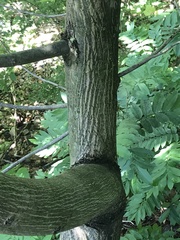 Pterocarya stenoptera