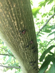 Pterocarya stenoptera