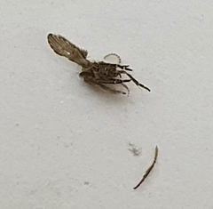 Psychodidae