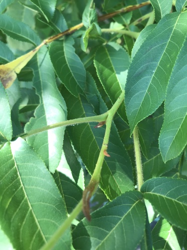 Pterocarya