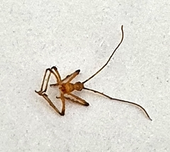 Insecta