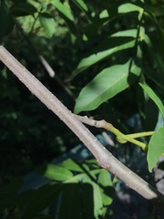 Pterocarya stenoptera