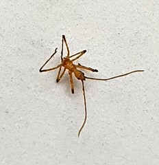 Insecta