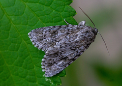 Acronicta impressa