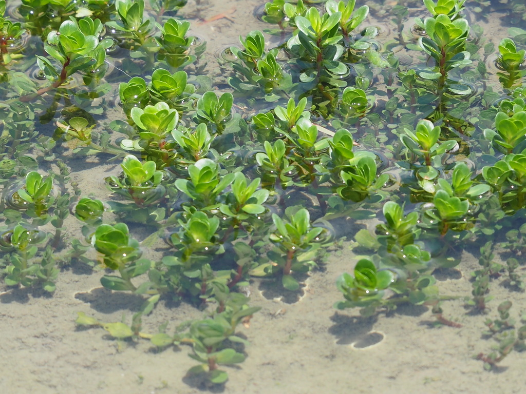 Rotala des Indes (Rotala indica)