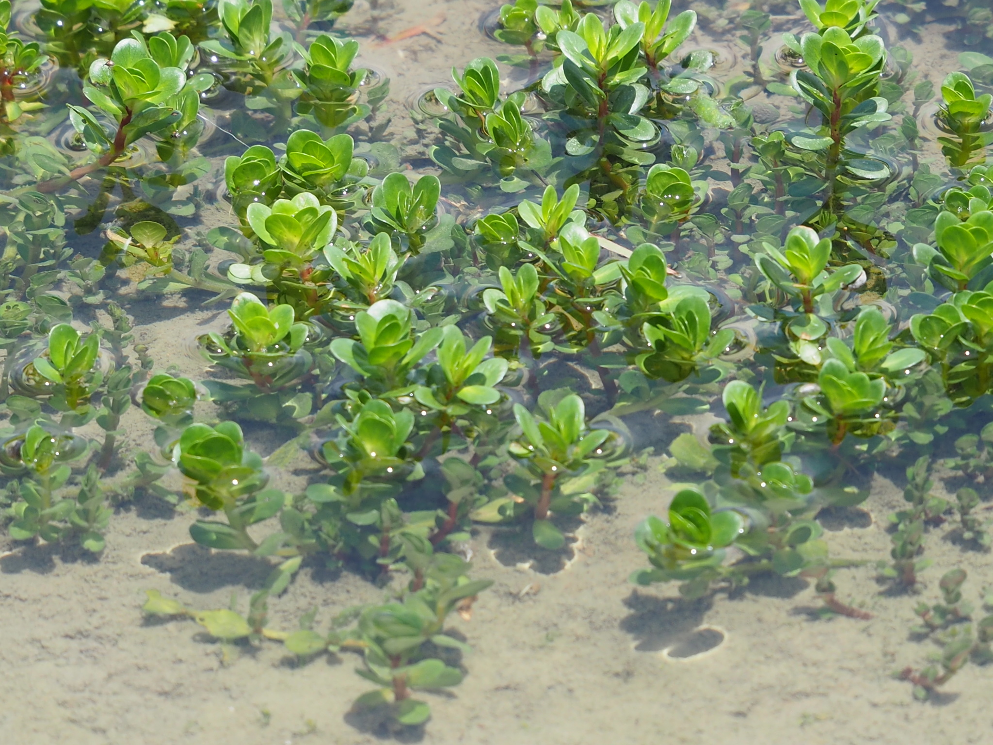 Rotala indica