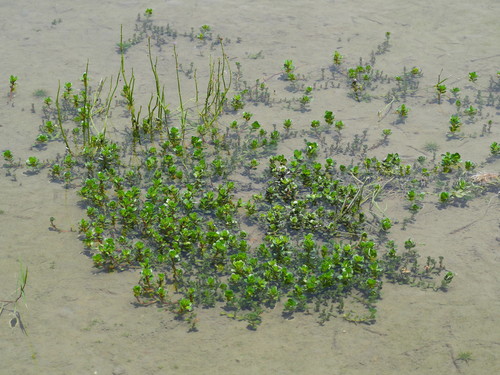 Rotala indica