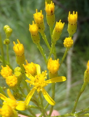 Senecio venosus