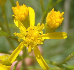 Senecio venosus
