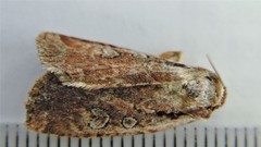 Eueretagrotis attentus