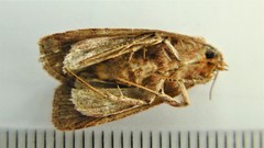 Eueretagrotis attentus