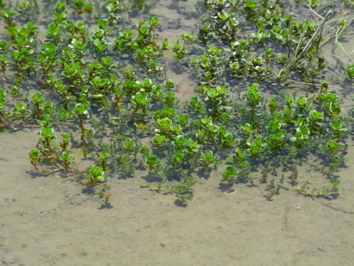 Rotala indica