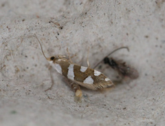 Argyresthia brockeella