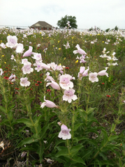 Penstemon cobaea