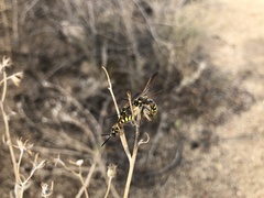 Colpa octomaculata