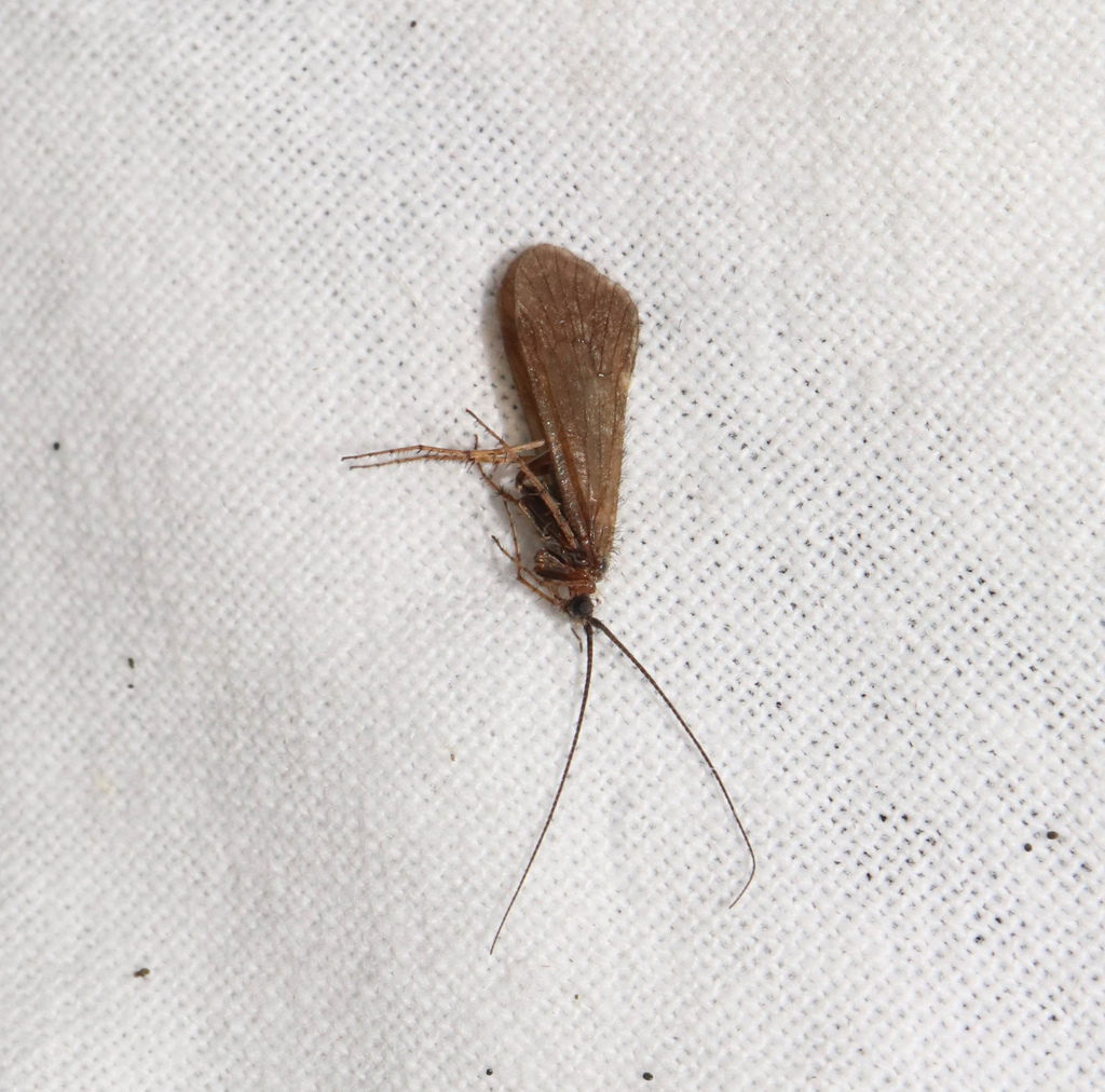 Parachiona picicornis