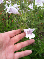Penstemon cobaea