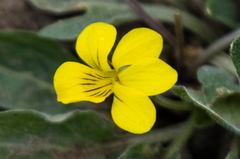 Viola vallicola