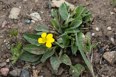 Viola vallicola
