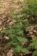 Vincetoxicum hirundinaria