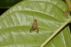 Zeugodacus choristus