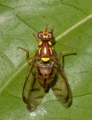 Zeugodacus choristus