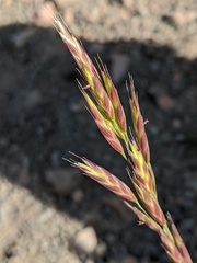 Bromus marginatus