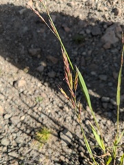 Bromus marginatus