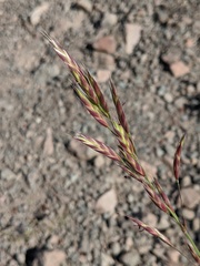 Bromus marginatus
