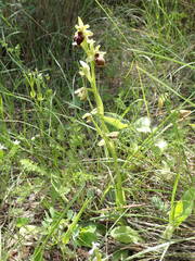 Ophrys sphegodes sphegodes