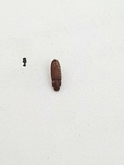 Coleoptera