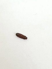 Coleoptera