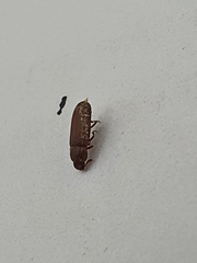 Coleoptera