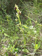 Ophrys sphegodes sphegodes