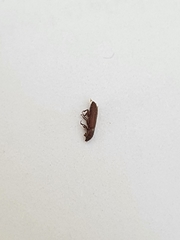 Coleoptera