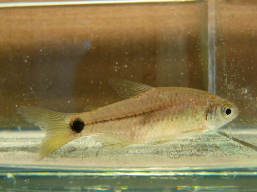 Uruguay tetra (Cheirodon interruptus) — Characidae — 5