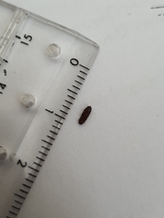 Coleoptera